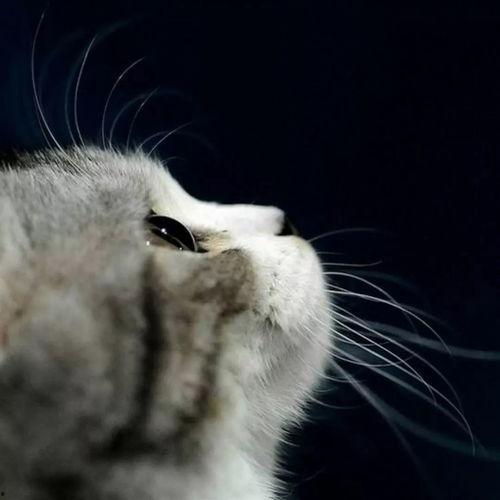 娱乐吃瓜酱给猫照相