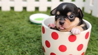 娱乐吃瓜君小狗,揭秘娱乐圈那些不为人知的幕后故事